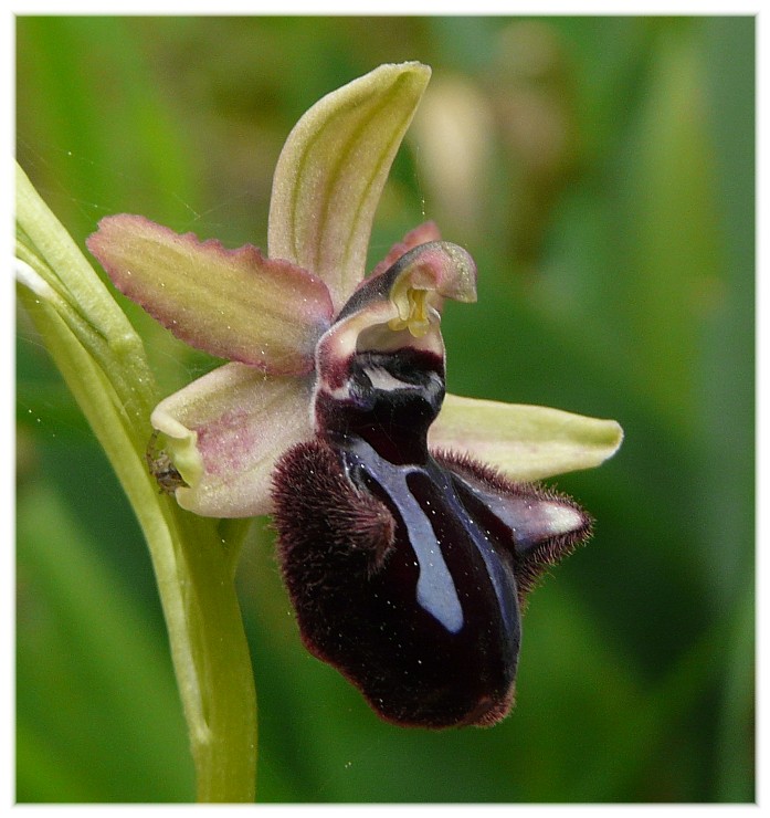 Ibrido Ophrys bertoloniiformis x O. incubacea